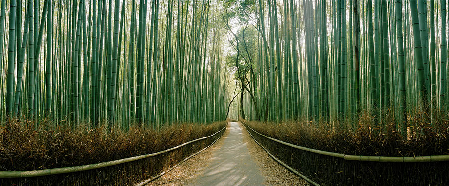 Arashiyama Bamboo Forest, Kyoto Photograph by Panoramic Images