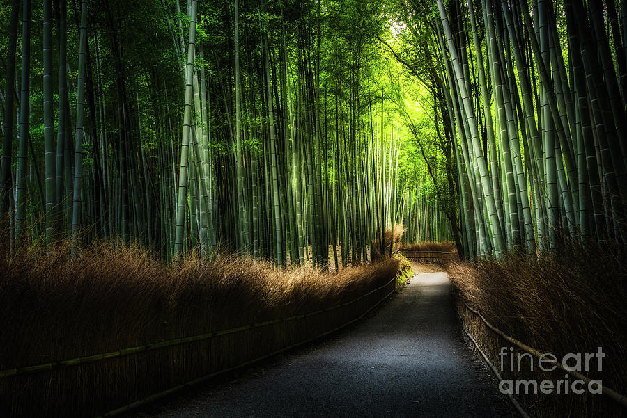 Arashiyama Bamboo Forest Photograph by Stanley Chen Xi, Landscape And Architecture Photographer