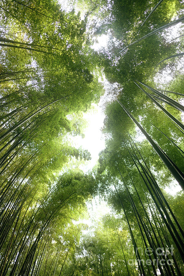 Art Print of Green stems of bamboo forest