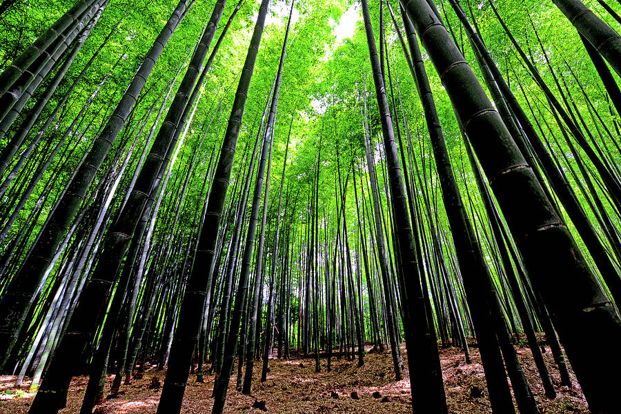 Arashiyama Bamboo Grove Photograph by Sakhar Nair
