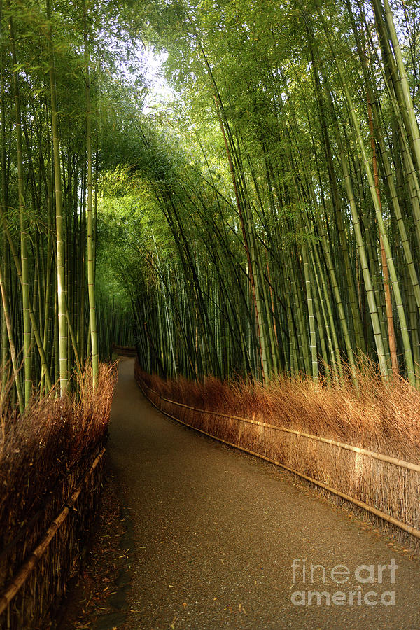 Arashiyama bamboo grove tranquil scenery Photograph by Maxim Images Exquisite Prints