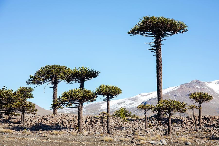 Araucaria Trees Stand On A Hillside Outside Caviahue, Argentina ...