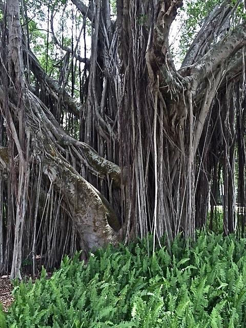 Arboreal Sinews Photograph by George Shirley - Fine Art America