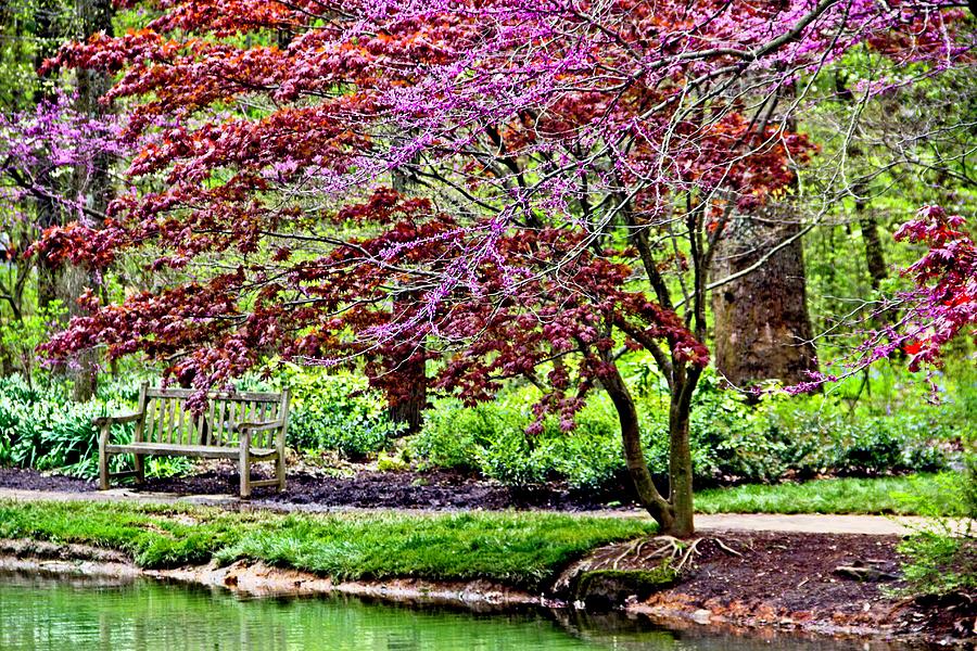 Arboretum Resting Place Photograph by Allen Nice-Webb