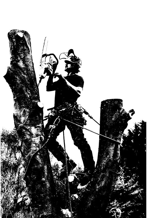 Arborist working up a tree 2 Photograph by Roy Pedersen