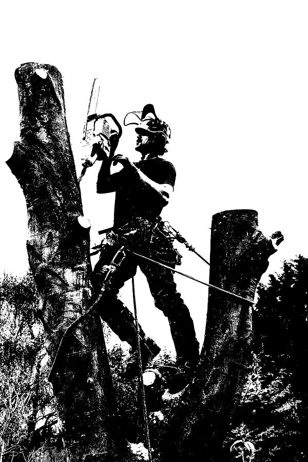 Arborist working up a tree. Photograph by Roy Pedersen
