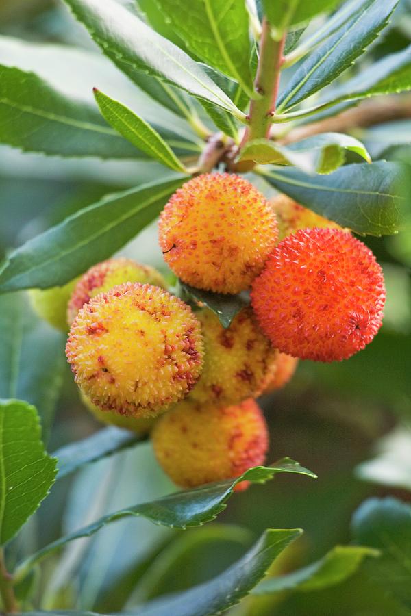 Arbutus-berries On The Tree Photograph by Leser