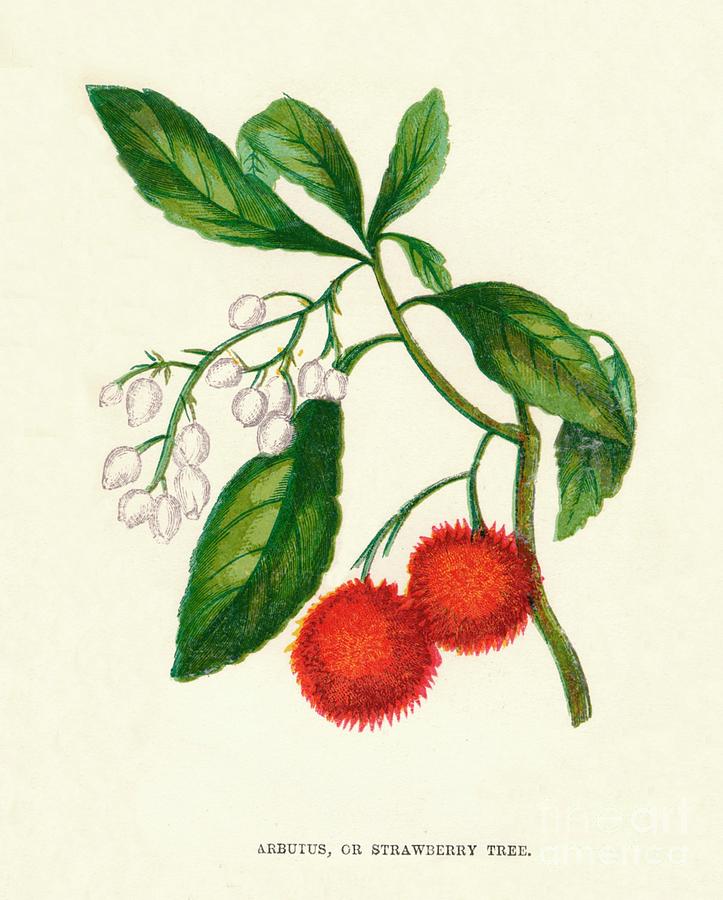 Arbutus, Or Strawberry Tree, C1891, 1891 Drawing by Print Collector