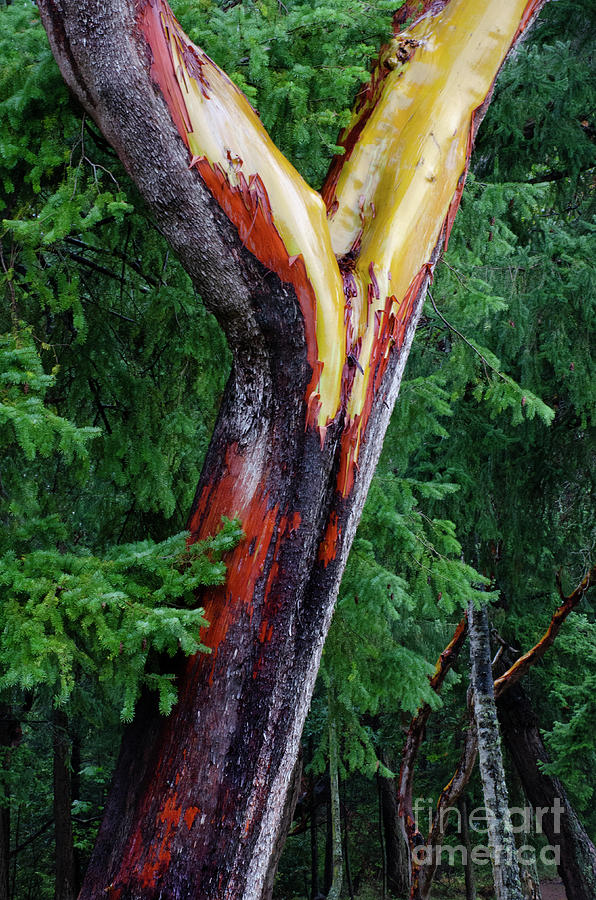 Arbutus Tree 2 Photograph by Bob Christopher