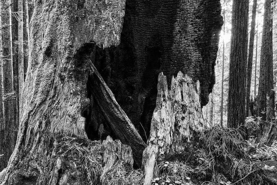 Arcata Community Forest 02 Photograph by Robert Grauer