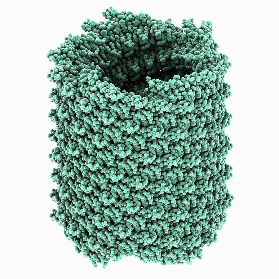 Archaeal Virus Apbv1 Helical Capsid Photograph by Laguna Design/science