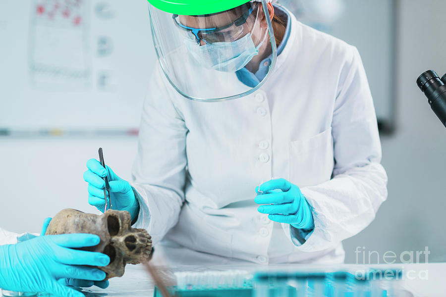 Archaeologist Analyzing Ancient Human Skull Photograph by Microgen ...