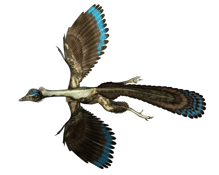 Archaeopteryx Bird Flying, Isolated Photograph by Elena Duvernay - Fine ...
