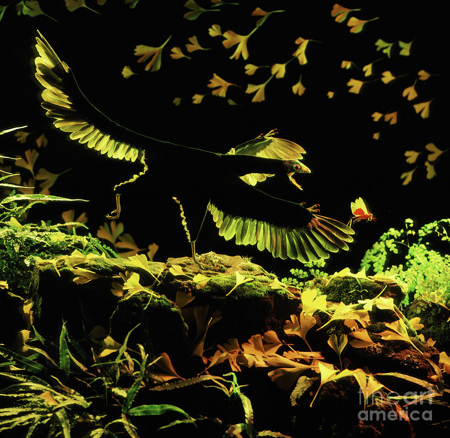 Archaeopteryx chasing a locust Photograph by Warren Photographic