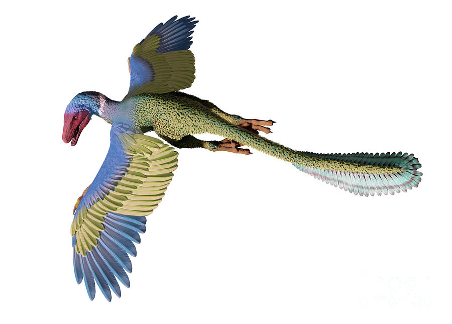 Archaeopteryx Dinosaur In Flight Photograph by Mark Garlick/science Photo Library