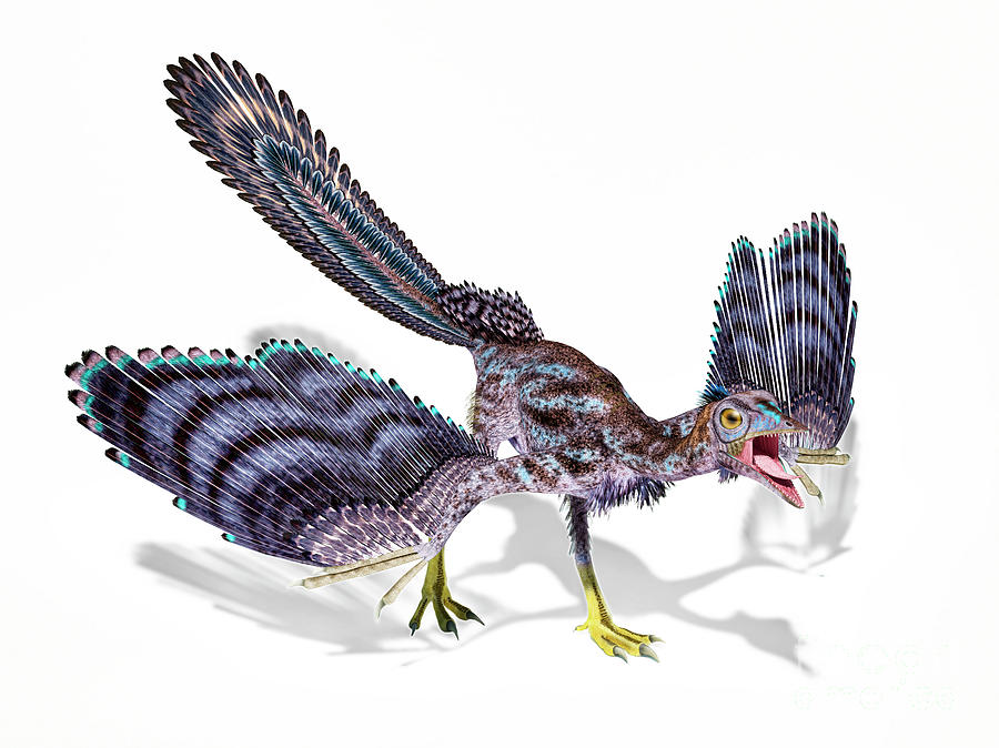 Archaeopteryx Dinosaur Photograph by Leonello Calvetti/science Photo Library