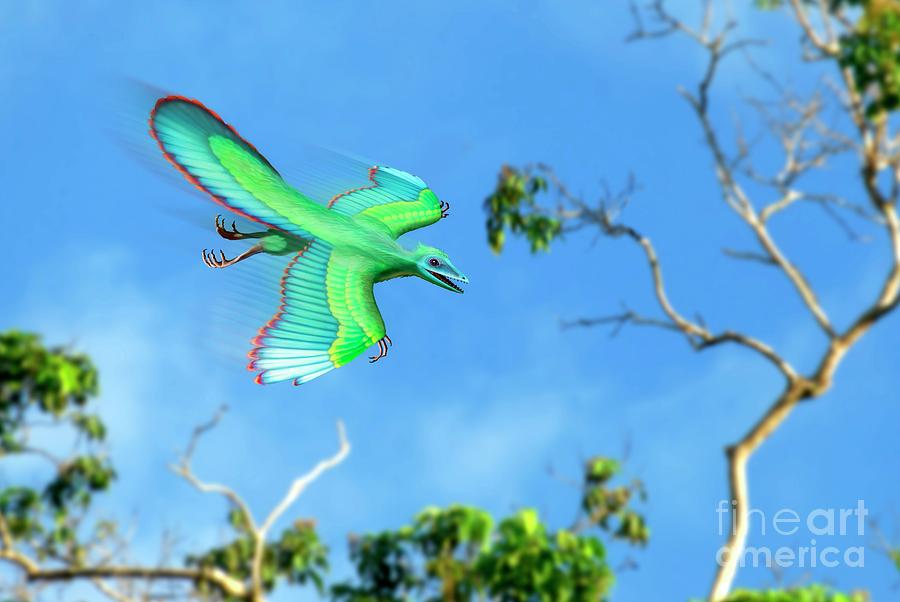 Archaeopteryx Dinosaur Photograph by Mark Garlick/science Photo Library