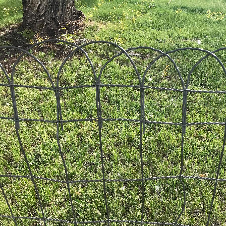 Arched Wire Fence Photograph By Wyoming Beautiful Pixels