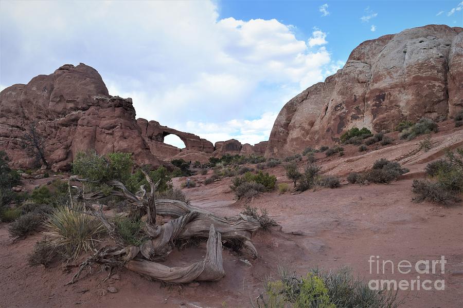 Arches and Juniper  Photograph by Leslie M Browning