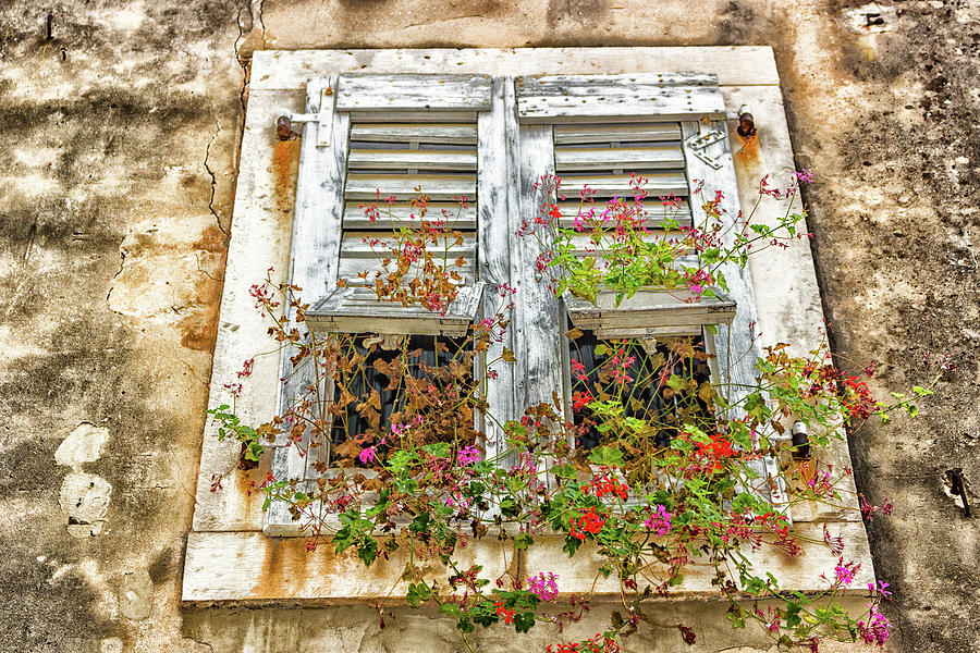 Architecture of Croatia windows and geranium Photograph by Vivida Photo PC