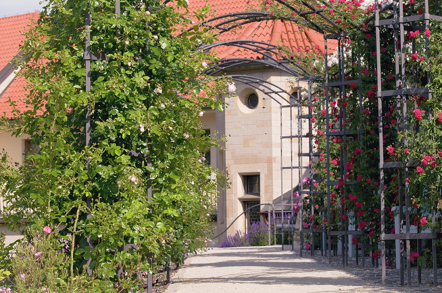 Archway Through Rose Garden  3 Photograph