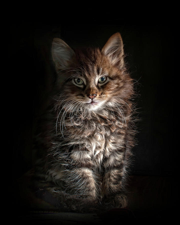 Archy The Fluffy Tabby Kitten Photograph by Photo By Deirdre Mcintosh