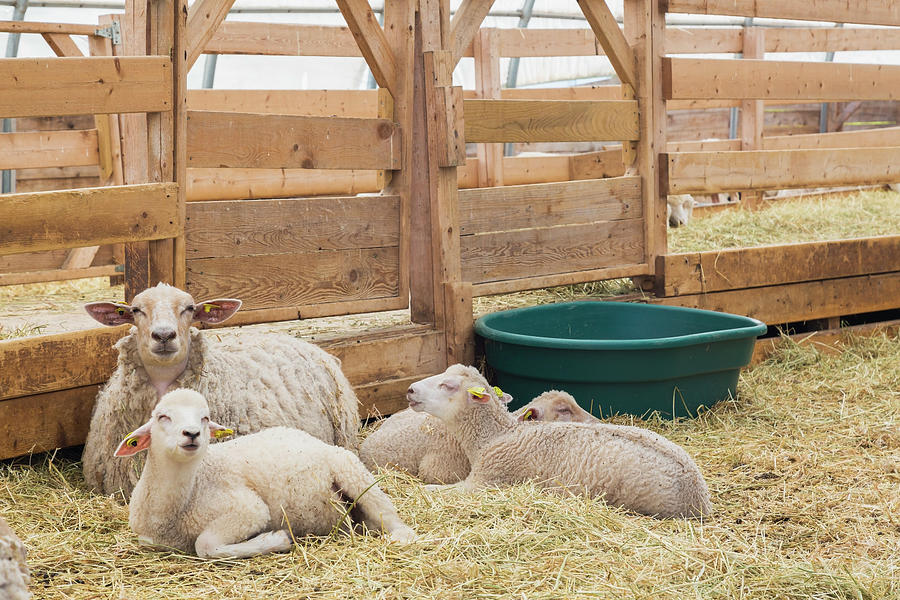 Uitstekend vers Makkelijk te lezen Arcott Rideau Lambs In Sheep Pen Being Bred And Raised For Meat, Quebec,  Canada Digital Art by Perry Mastrovito - Pixels