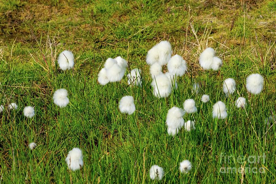 Arctic Cotton Grass (eriophorum Callithrix) Photograph by Photostock-israel/science Photo Library