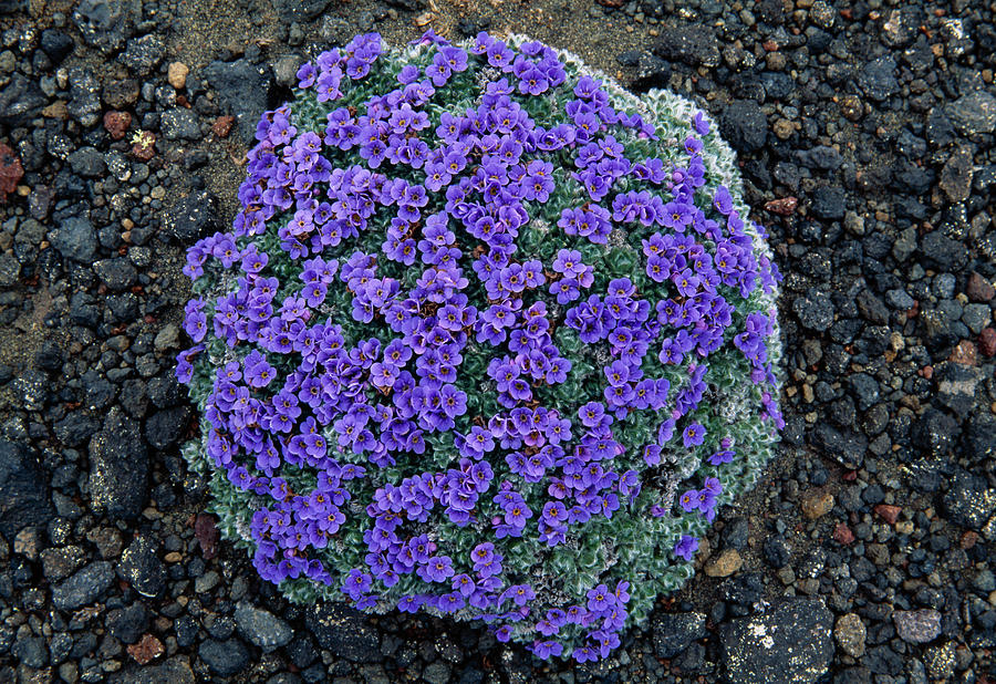 Arctic Forget-me-not  Eritrichium Photograph by Nhpa