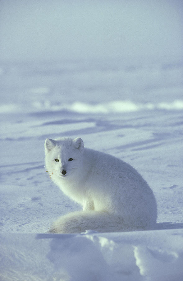 Arctic Fox Alopex Lagopus Portrait Of by Daniel Cox