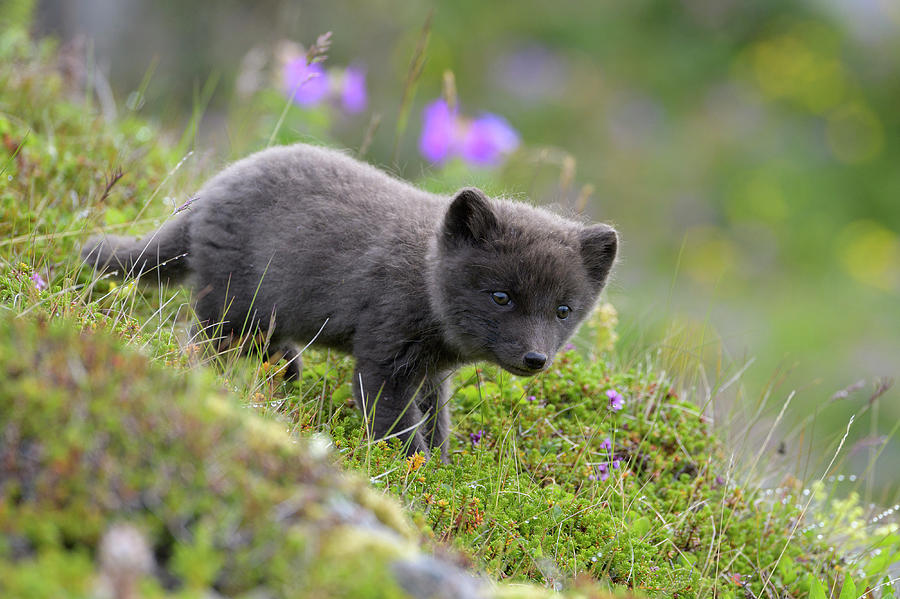 Arctic Fox Cub At Den, Hornstrandir, Westfjords, Iceland Photograph by ...