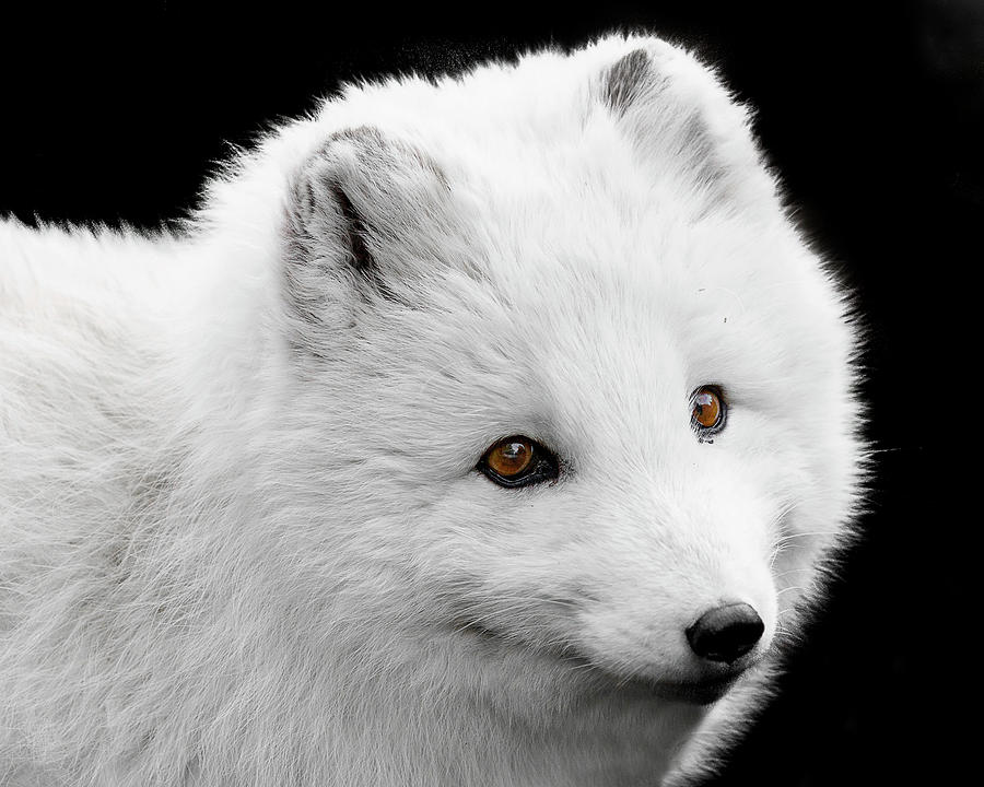 Arctic Fox Furry Face Photograph by Wes and Dotty Weber
