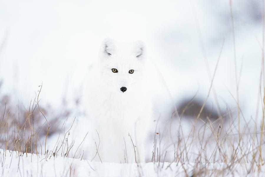 Arctic Fox In Snow, Churchill Photograph by Konrad Wothe / Naturepl.com Arctic Fox In Snow, Churchill Photograph by Konrad Wothe / Naturepl.com