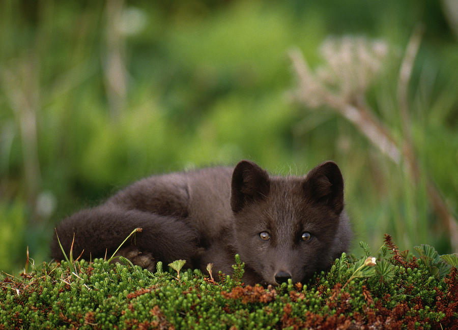 Arctic Fox In Summer Coat Alopex Photograph by Nhpa