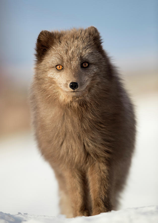 Arctic Fox In The Snow, In Summer Coat, Svalbard, Norway Photograph by  Danny Green / Naturepl.com