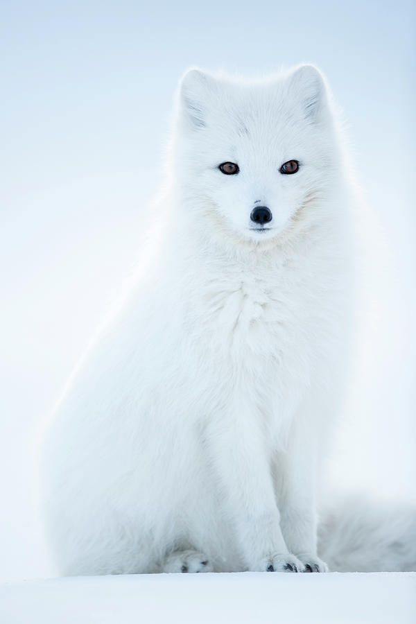 arctic-fox-in-winter-coat-svalbard-norway-danny-green--natureplcom.jpg