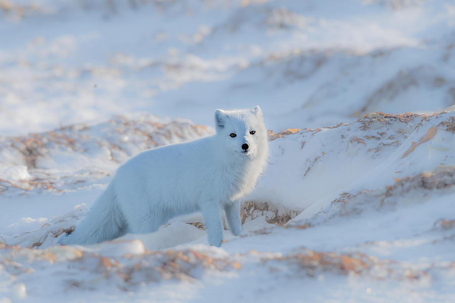 Wildlife Photograph - Arctic Fox by Jie  Fischer