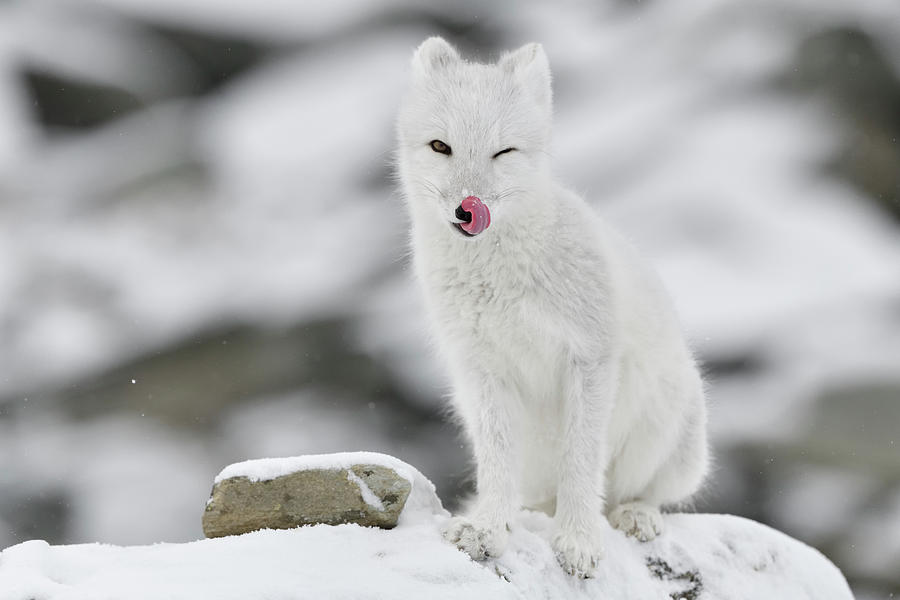 Arctic Fox India Discount Code - Arctic Fox Juvenile In Winter Coat