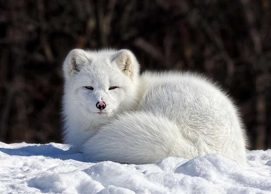 Wildlife Photograph - Arctic Fox by Lucie Gagnon