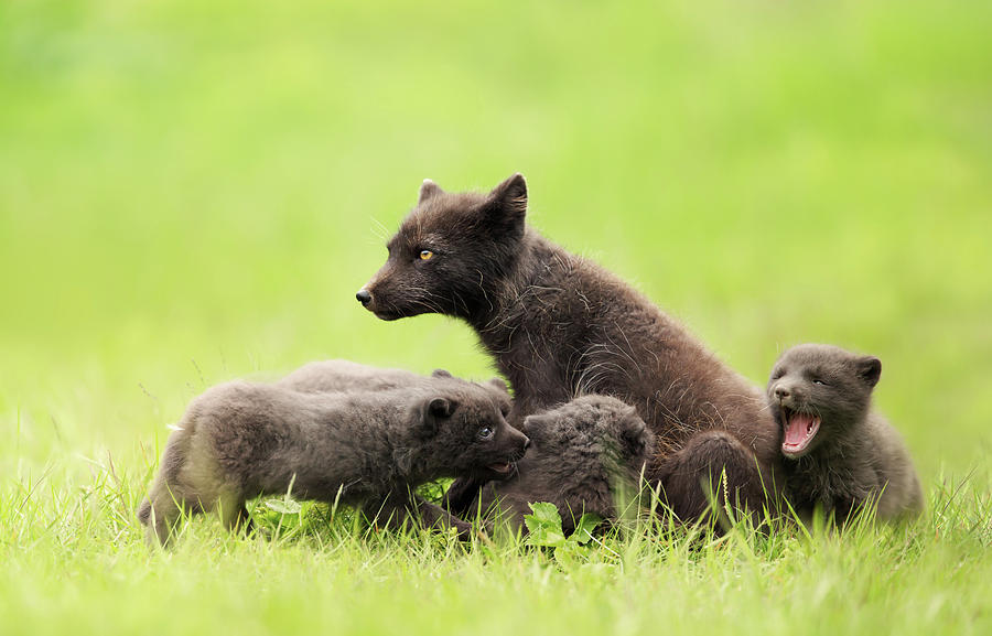 Arctic Fox Mum With Playful Cubs Photograph By Giedrius Stakauskas 