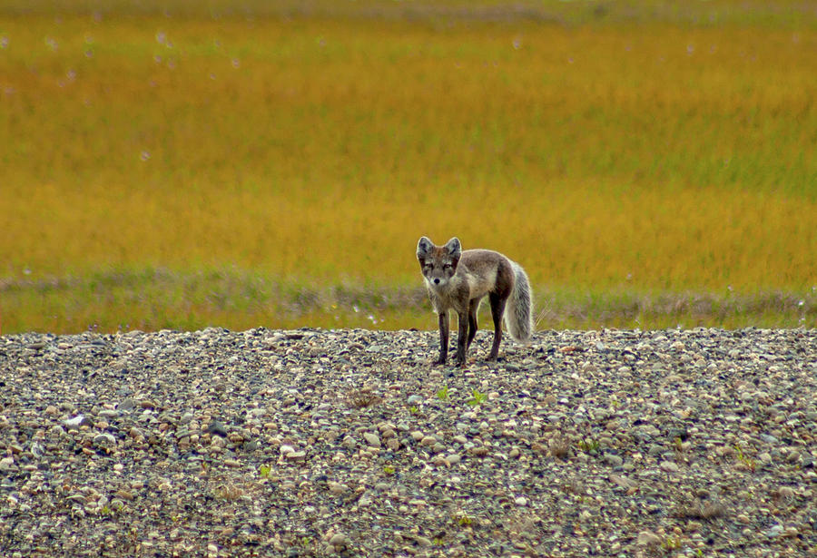 Arctic Fox Pup Photograph by Anthony Jones