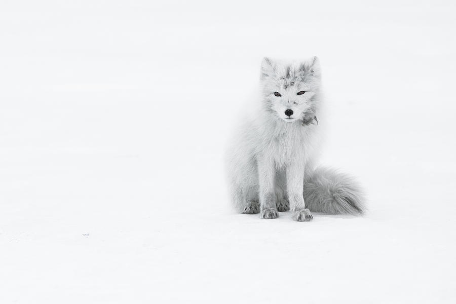 Animal Photograph - Arctic Fox by Roberto Marchegiani