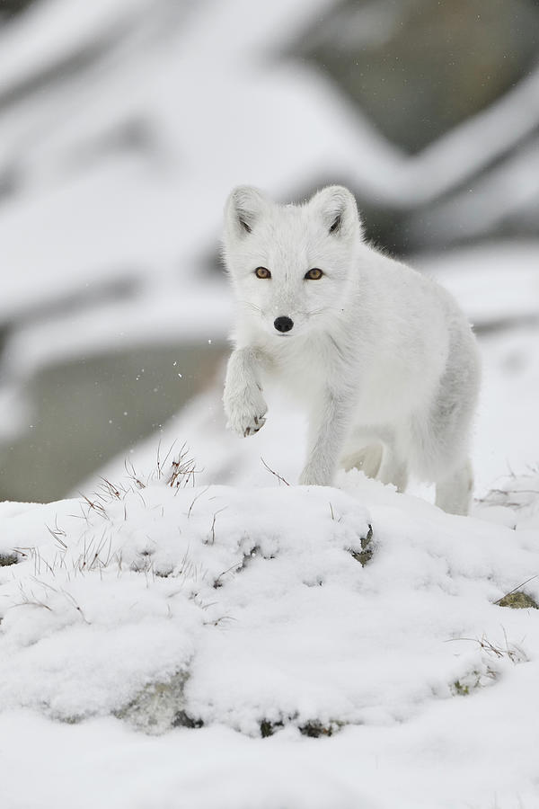 Arctic Fox, Running Through Snow, Winter Pelage, Norway Photograph By ...