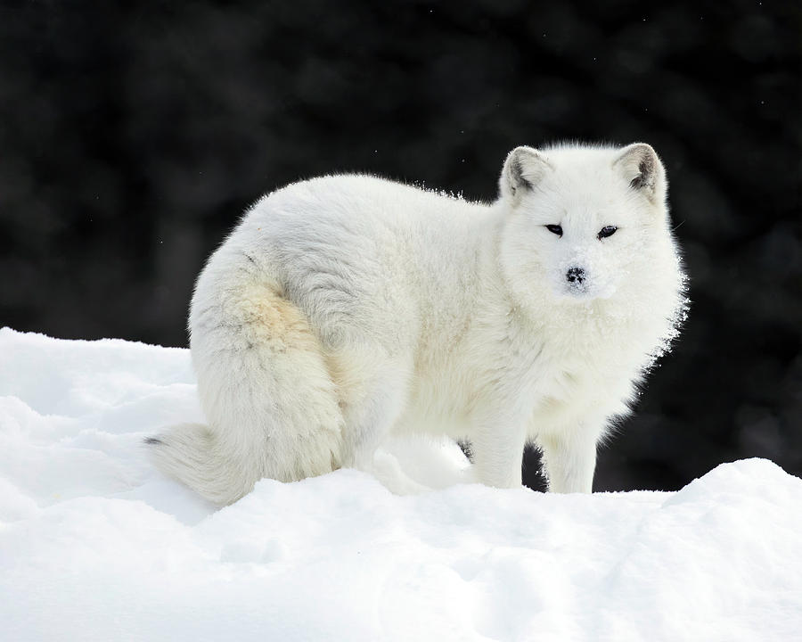 Arctic Fox Summit Photograph by Art Cole