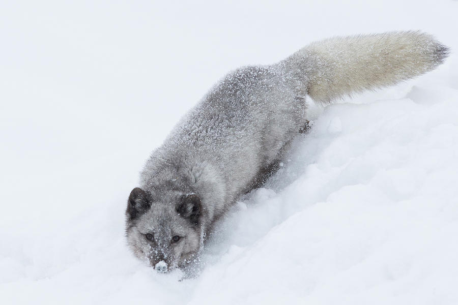 Arctic Fox (vulpes Lagopus) In Deep Photograph by Sarah Darnell