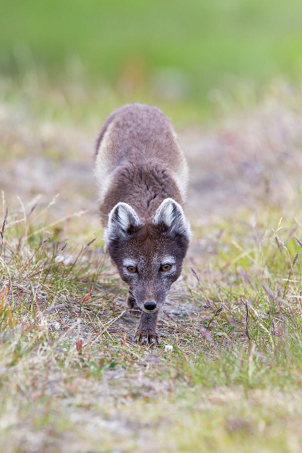 Arctic Fox Vulpes Lagopus Photograph by Mark Smith