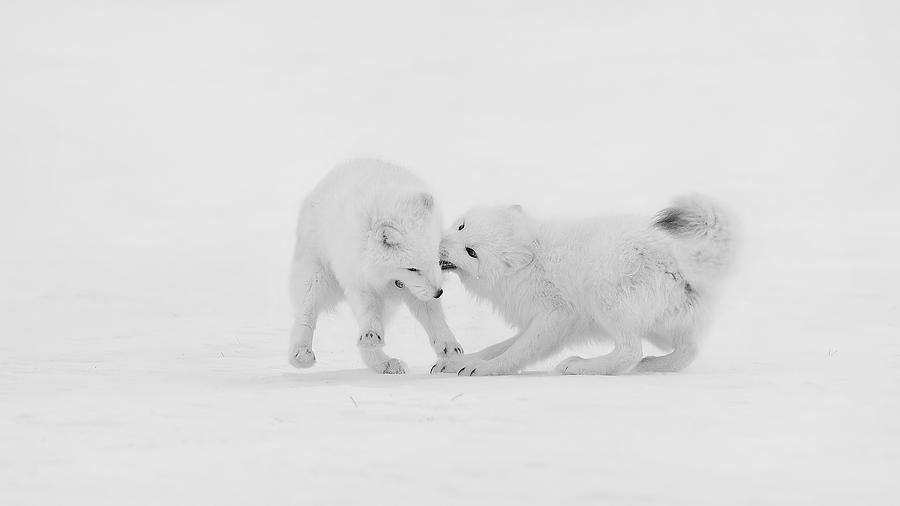 Wildlife Photograph - Arctic Foxes by Phillip Chang