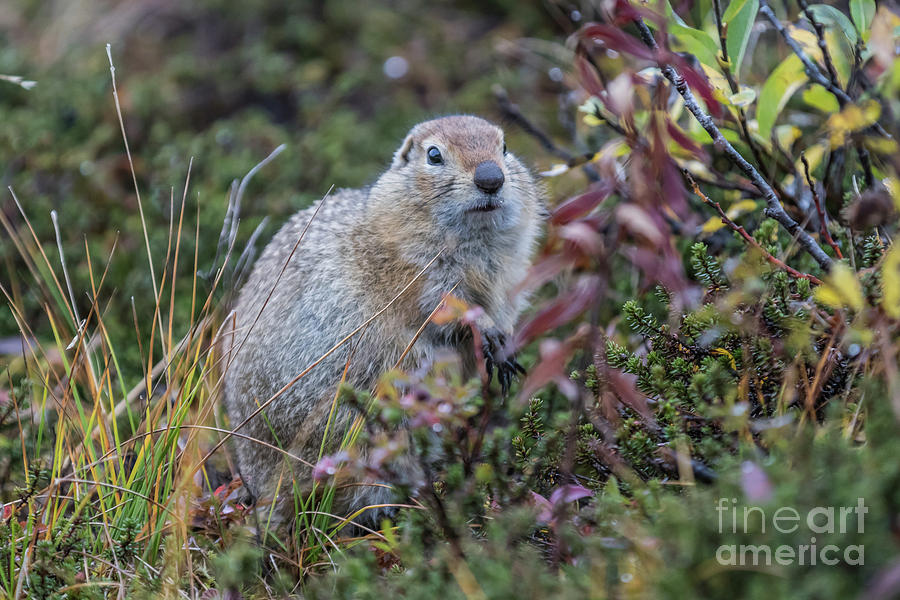 Arctic Ground Squirrel at Hatcher Pass Photograph by Eva Lechner