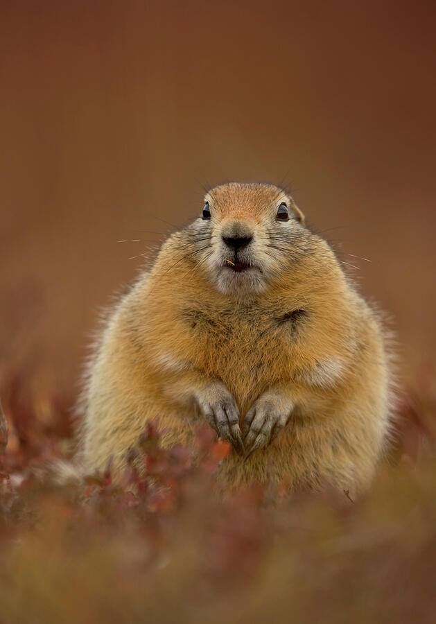 Arctic Ground Squirrel Portrait, Denali National Park Photograph by Danny Green / Naturepl.com Arctic Ground Squirrel Portrait, Denali National Park Photograph by Danny Green / Naturepl.com