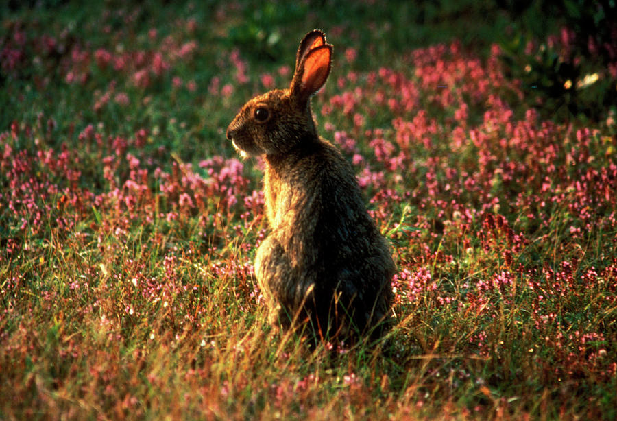 Arctic Hare In A Clover Field Photograph by Lyle Leduc